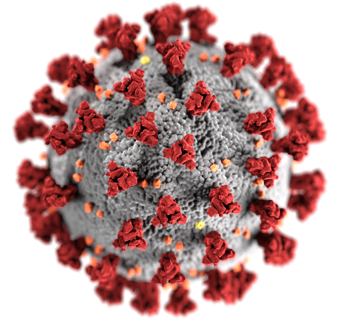 SARS-CoV-2_(CDC-23312)
